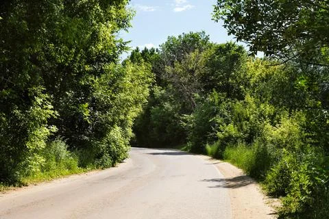 A beautiful tree lined road leading into the forest. The sun breaks through t Stock Photos