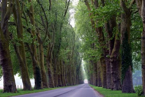 Beautiful tree-lined road Stock Photos