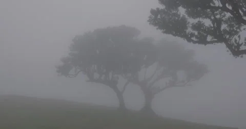 Beautiful tree in the mist, 4K slomo Stock Footage 246407899