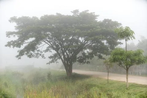 An beautiful tree in the mist Stock Photos