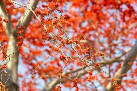 Beautiful tree Monkey flower tree, Phyllocarpus septentrionalis 库存照片