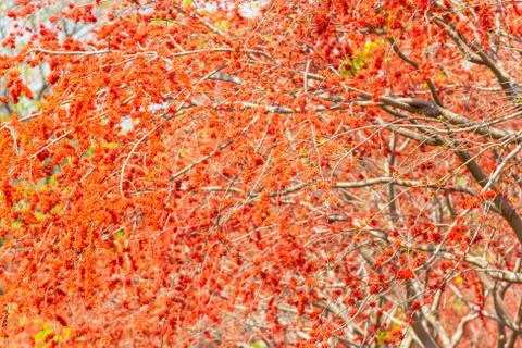 Beautiful tree Monkey flower tree, Phyllocarpus septentrionalis Photos