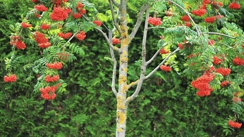 A beautiful tree of mountain ash with orange berries in a green garden on a Stock Footage 93363608