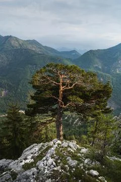 Beautiful tree in the mountains Stock Photos