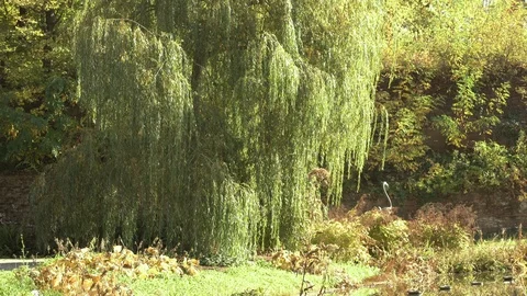 Beautiful tree in the nature Stock Footage 100239524