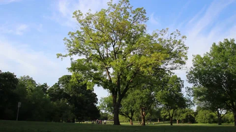 Beautiful Tree in the park Video stock 49925242