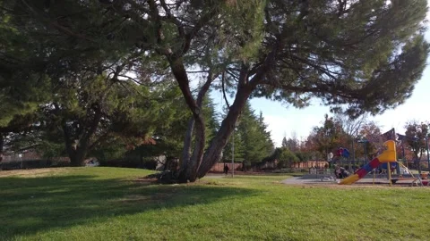 Beautiful Tree At Park Stock Footage 224395643