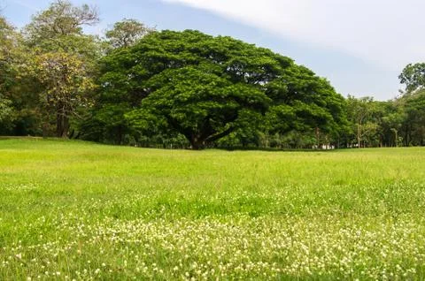 Beautiful tree in the park Stock Photos
