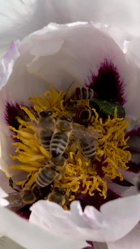 Beautiful tree peony flowers with bees collecting nectar, vertical video. Stockbeeldmateriaal 336489018