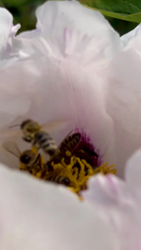 Beautiful tree peony flowers with bees collecting nectar, vertical video. Stockbeeldmateriaal 336489028