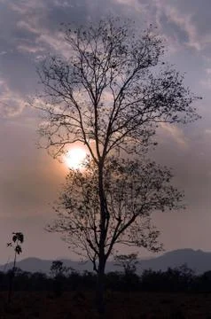 Beautiful tree Stock Photos