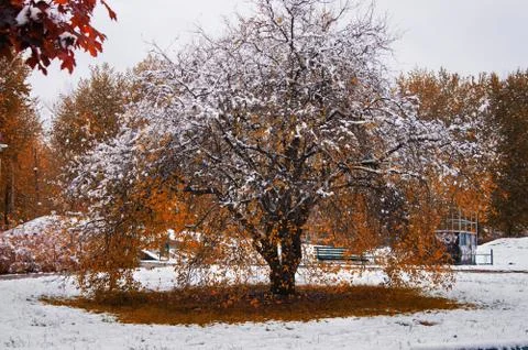 Beautiful tree Stock Photos