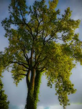 A Beautiful Tree Stock Photos