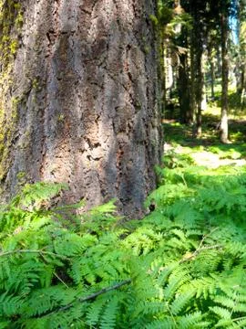 The Beautiful Tree Stock Photos