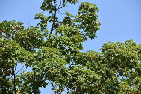 Beautiful tree Stock Photos