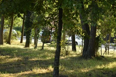 Beautiful tree Stock Photos