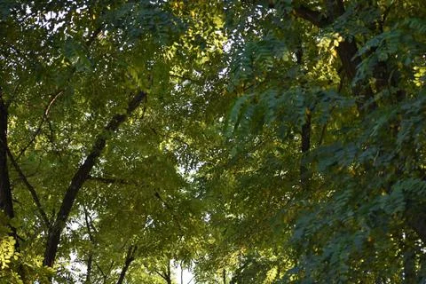 Beautiful tree Stock Photos