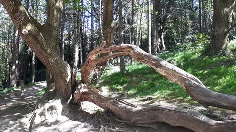 Beautiful tree Fotos Stock