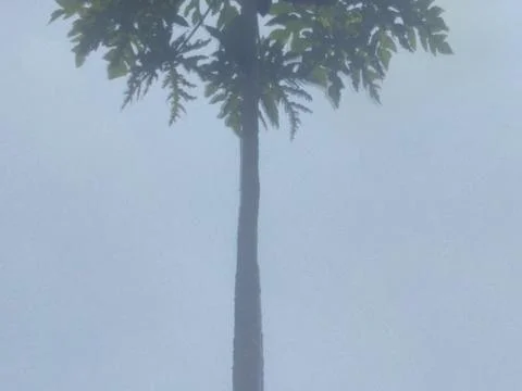 A Beautiful Tree Stock Photos