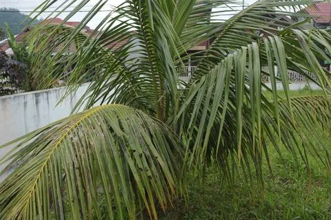 A beautiful tree Stock Photos