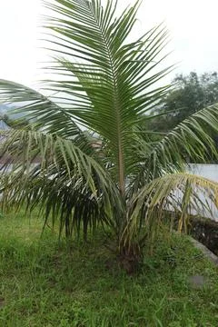 A beautiful tree Stock Photos