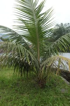 A beautiful tree Stock Photos