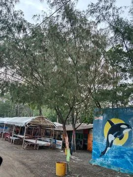 Beautiful tree Stock Photos