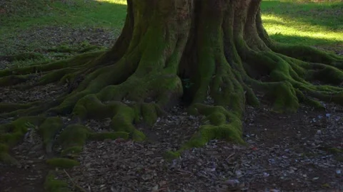 Beautiful tree with powerful roots covered with moss in the autumn forest or Stock Footage 226986122
