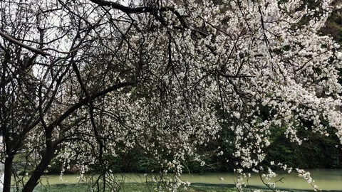 Beautiful tree is in the process of flowering in the park in the daytime Stock Footage 88747796