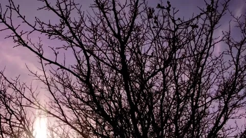 BEAUTIFUL TREE WITH PURPLE SKY Stock Footage 150104676