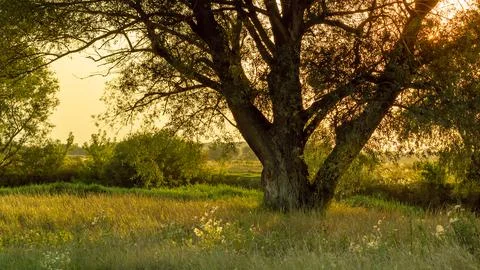Beautiful tree in the rays of the setting sun Stock Photos