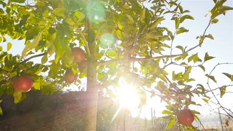 Beautiful tree with red apples. Bright sun rays Stock Footage 97286907