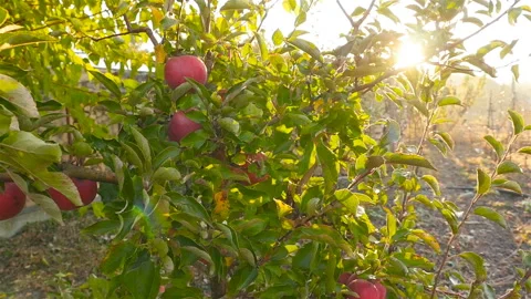 Beautiful tree with red apples. Sun rays. Camera in motion Stock Footage 97279747