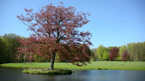 Beautiful tree with red leaves on a small island in a river Stock Footage 23141495