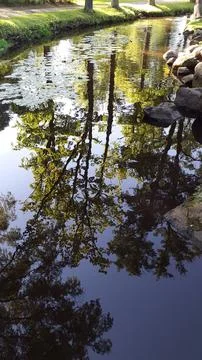 Beautiful tree reflection in a calm city park canal during early autumn Stock Photos