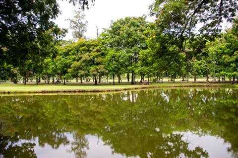 Beautiful tree with a reflection in the park Foto stock