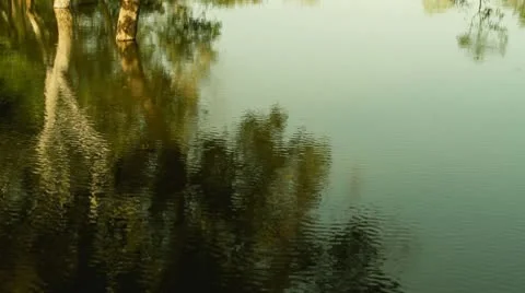 Beautiful tree reflection on water surface Stock Footage 10597870