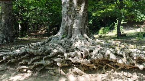 Beautiful tree root system on the surface Stock Photos