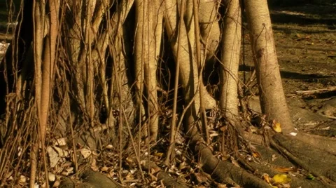 Beautiful Tree Roots hit by sunset  sun light Stock Footage 7755363