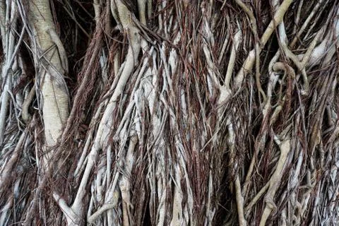 Beautiful Tree Roots Stock Photos