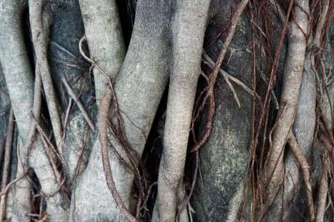 Beautiful Tree Roots 스톡 사진