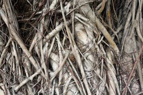 Beautiful Tree Roots Stock Photos