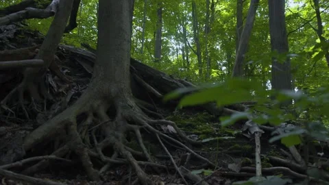 Beautiful tree roots with a tilt. Stock Footage 158205360