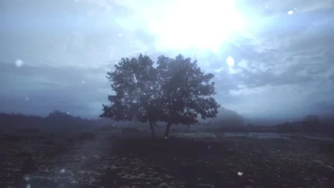 Beautiful tree shining sun with snow Stock Footage 97897520