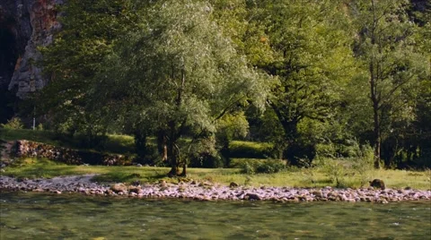 Beautiful tree on the shore of a mountain river Stock Footage 68018657