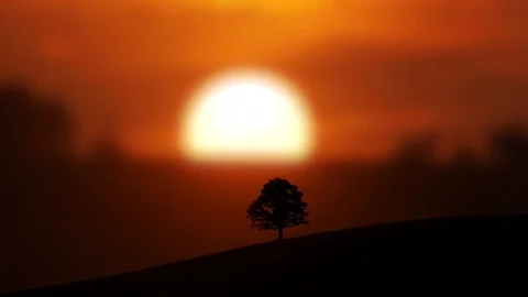 Beautiful Tree Silhouette at Sunset Sky light Background Video stock 86858844