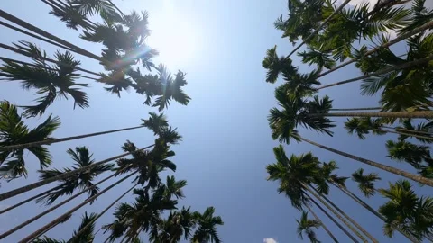 Beautiful tree sky  time-lapse  4k Stock Footage 241893046