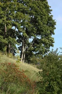 A beautiful tree on the slope Stock Photos