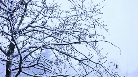 Beautiful Tree - Snow Storm in New England Stock Footage 44343248