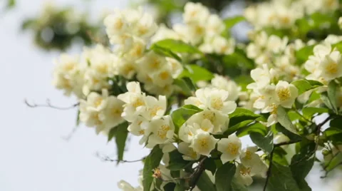 A beautiful tree with spring-green life foliage basking in radiant sunlight Stock Footage 64274218